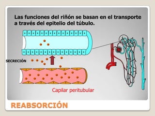 SUSTANCIAS NORMALMENTE EXCRETADASLA ORINA