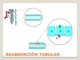 FILTRACIÓNGLOMERULARSECRECIÓNTUBULARREABSORCIÓNTUBULARMECANISMOS BÁSICOS DEL RIÑÓN