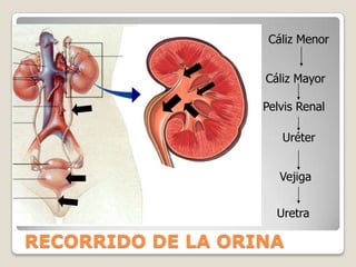 Sustancia a eliminarSustancia que no debe ser eliminadaFILTRACIÓN: salida de líquido de los capilares glomerulares al túbulo renalREABSORCIÓNREABSORCIÓN: transporte de las sustancias desde el interior del túbulo hacia la sangreMECANISMOS BÁSICOS DEL RIÑÓN