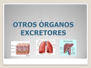 Las funciones del riñón se basan en el transporte a través del epitelio del túbuloTúbulo renalREABSORCIÓNCapilar peritubularREABSORCIÓN