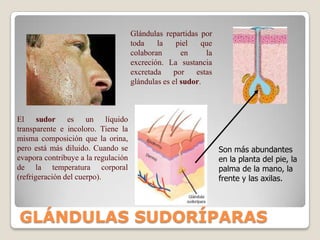 Las funciones del riñón se basan en el transporte a través del epitelio del túbulo.SECRECIÓNCapilar peritubularREABSORCIÓN