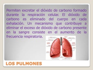 REABSORCIÓN TUBULAR