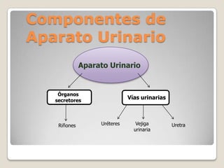 Componentes de Aparato UrinarioAparato UrinarioÓrganos secretoresVías urinariasUréteresVejiga urinariaRiñonesUretra