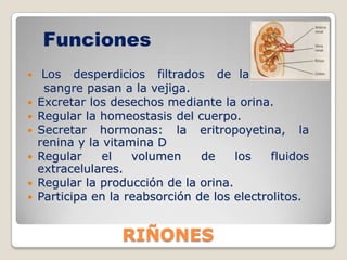Funciones Los   desperdicios   filtrados   de  la sangre pasan a la vejiga.Excretar los desechos mediante la orina. 
