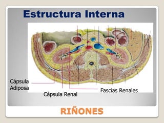 Regular la homeostasis del cuerpo. 