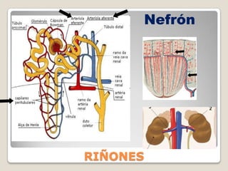 Regular el volumen de los fluidos extracelulares. 