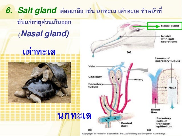 ระบบกำจัดของเสีย (Excretory System)