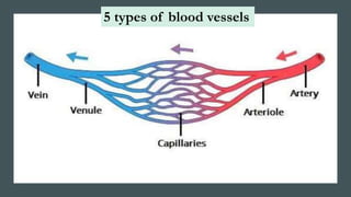 5 types of blood vessels
 