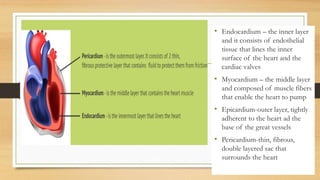 • Endocardium – the inner layer
and it consists of endothelial
tissue that lines the inner
surface of the heart and the
cardiac valves
• Myocardium – the middle layer
and composed of muscle fibers
that enable the heart to pump
• Epicardium-outer layer, tightly
adherent to the heart ad the
base of the great vessels
• Pericardium-thin, fibrous,
double layered sac that
surrounds the heart
 