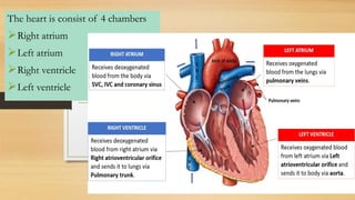 The heart is consist of 4 chambers
➢Right atrium
➢Left atrium
➢Right ventricle
➢Left ventricle
 