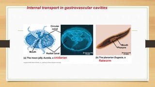 Internal transport in gastrovascular cavities
Circular
canal
Radial canal
Mouth
(a) The moon jelly Aurelia, a cnidarian The planarian Dugesia, a
flatworm
(b)
Mouth
Pharynx
2 mm
5 cm
 