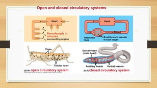 Open and closed circulatory systems
Heart
Hemolymph in
sinuses
surrounding organs
Heart
Interstitial
fluid
Small branch vessels
In each organ
Blood
Dorsal vessel
(main heart)
Auxiliary hearts Ventral vessels
(b) A closed circulatory system
(a) An open circulatory system
Tubular heart
Pores
 