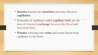 • Arteries branch into arterioles and carry blood to
capillaries.
• Networks of capillaries called capillary beds are the
sites of chemical exchange between the blood and
interstitial fluid.
• Venules converge into veins and return blood from
capillaries to the heart.
 