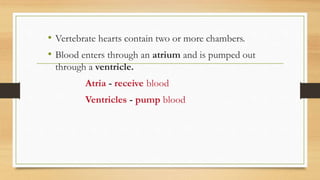 • Vertebrate hearts contain two or more chambers.
• Blood enters through an atrium and is pumped out
through a ventricle.
Atria - receive blood
Ventricles - pump blood
 