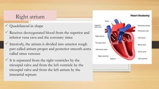 Right atrium
✓ Quadrilateral in shape
✓ Receives deoxygenated blood from the superior and
inferior vena cava and the coronary sinus
✓ Interiorly, the atrium is divided into anterior rough
part called atrium proper and posterior smooth aorta
called sinus venosus
✓ It is separated from the right ventricles by the
tricuspid valve and from the left ventricle by the
tricuspid valve and from the left atrium by the
interatrial septum
 