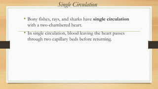 Single Circulation
• Bony fishes, rays, and sharks have single circulation
with a two-chambered heart.
• In single circulation, blood leaving the heart passes
through two capillary beds before returning.
 
