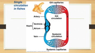 Single
circulation
in fishes
Artery
Ventricle
Atrium
Heart
Vein
Systemic capillaries
Systemic
circulation
Gill
circulation
Gill capillaries
 