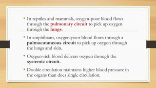 • In reptiles and mammals, oxygen-poor blood flows
through the pulmonary circuit to pick up oxygen
through the lungs.
• In amphibians, oxygen-poor blood flows through a
pulmocutaneous circuit to pick up oxygen through
the lungs and skin.
• Oxygen-rich blood delivers oxygen through the
systemic circuit.
• Double circulation maintains higher blood pressure in
the organs than does single circulation.
 