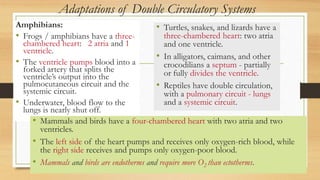 Adaptations of Double Circulatory Systems
Amphibians:
• Frogs / amphibians have a three-
chambered heart: 2 atria and 1
ventricle.
• The ventricle pumps blood into a
forked artery that splits the
ventricle’s output into the
pulmocutaneous circuit and the
systemic circuit.
• Underwater, blood flow to the
lungs is nearly shut off.
• Turtles, snakes, and lizards have a
three-chambered heart: two atria
and one ventricle.
• In alligators, caimans, and other
crocodilians a septum - partially
or fully divides the ventricle.
• Reptiles have double circulation,
with a pulmonary circuit - lungs
and a systemic circuit.
• Mammals and birds have a four-chambered heart with two atria and two
ventricles.
• The left side of the heart pumps and receives only oxygen-rich blood, while
the right side receives and pumps only oxygen-poor blood.
• Mammals and birds are endotherms and require more O2 than ectotherms.
 