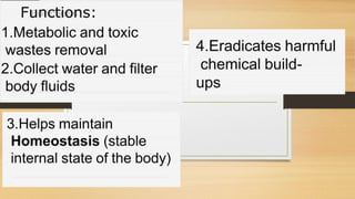 Cardiovascular System and Excretory system