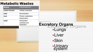 Cardiovascular System and Excretory system