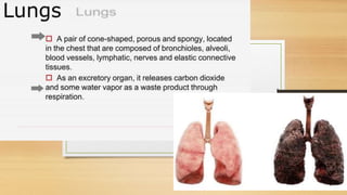 Cardiovascular System and Excretory system