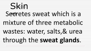 Cardiovascular System and Excretory system