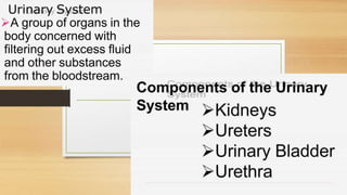 Cardiovascular System and Excretory system