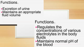 Cardiovascular System and Excretory system