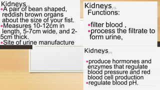 Cardiovascular System and Excretory system
