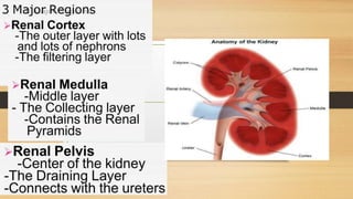 Cardiovascular System and Excretory system