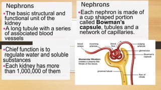 Cardiovascular System and Excretory system