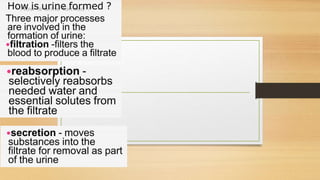 Cardiovascular System and Excretory system