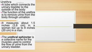 Cardiovascular System and Excretory system