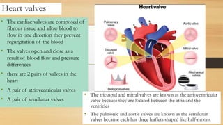 Heart valves
• The cardiac valves are composed of
fibrous tissue and allow blood to
flow in one direction they prevent
regurgitation of the blood
• The valves open and close as a
result of blood flow and pressure
differences
• there are 2 pairs of valves in the
heart
• A pair of atrioventricular valves
• A pair of semilunar valves
• The tricuspid and mitral valves are known as the atrioventricular
valve because they are located between the atria and the
ventricles
• The pulmonic and aortic valves are known as the semilunar
valves because each has three leaflets shaped like half-moons
 