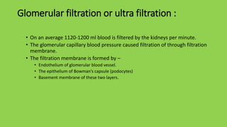 Glomerular filtration or ultra filtration :
• On an average 1120-1200 ml blood is filtered by the kidneys per minute.
• The glomerular capillary blood pressure caused filtration of through filtration
membrane.
• The filtration membrane is formed by –
• Endothelium of glomerular blood vessel.
• The epithelium of Bowman’s capsule (podocytes)
• Basement membrane of these two layers.
 