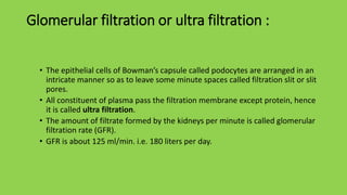 Glomerular filtration or ultra filtration :
• The epithelial cells of Bowman’s capsule called podocytes are arranged in an
intricate manner so as to leave some minute spaces called filtration slit or slit
pores.
• All constituent of plasma pass the filtration membrane except protein, hence
it is called ultra filtration.
• The amount of filtrate formed by the kidneys per minute is called glomerular
filtration rate (GFR).
• GFR is about 125 ml/min. i.e. 180 liters per day.
 