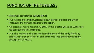 FUNCTION OF THE TUBULES :
• Proximal convoluted tubule (PCT) :
• PCT is lined by simple Cuboidal brush border epithelium which
increases the surface area for absorption.
• All essential nutrients and 70-80% of the electrolytes and water are
reabsorbed by this segment.
• PCT also maintain the pH and ionic balance of the body fluids by
selective secretion of H+, K+ and ammonia into the filtrate and by
absorption of HCO3-.
 