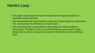 Henle’s Loop :
• This region plays important role in maintenance of high osmolarity of
medullary interstitial fluid.
• The descending limb is permeable to water but impermeable to electrolytes.
This concentrates the filtrates as it moves down.
• The ascending limb is permeable to electrolytes but impermeable to
electrolytes. Therefore as the concentrated filtrate pass upward, it gets
diluted due to active or passive transport of electrolytes to the medullary
fluid.
 