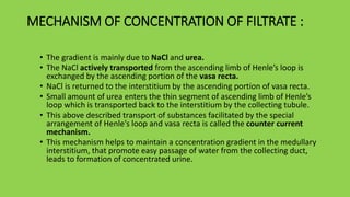MECHANISM OF CONCENTRATION OF FILTRATE :
• The gradient is mainly due to NaCl and urea.
• The NaCl actively transported from the ascending limb of Henle’s loop is
exchanged by the ascending portion of the vasa recta.
• NaCl is returned to the interstitium by the ascending portion of vasa recta.
• Small amount of urea enters the thin segment of ascending limb of Henle’s
loop which is transported back to the interstitium by the collecting tubule.
• This above described transport of substances facilitated by the special
arrangement of Henle’s loop and vasa recta is called the counter current
mechanism.
• This mechanism helps to maintain a concentration gradient in the medullary
interstitium, that promote easy passage of water from the collecting duct,
leads to formation of concentrated urine.
 