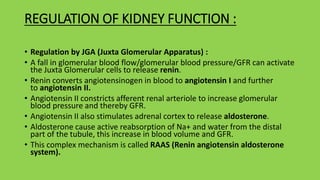 REGULATION OF KIDNEY FUNCTION :
• Regulation by JGA (Juxta Glomerular Apparatus) :
• A fall in glomerular blood flow/glomerular blood pressure/GFR can activate
the Juxta Glomerular cells to release renin.
• Renin converts angiotensinogen in blood to angiotensin I and further
to angiotensin II.
• Angiotensin II constricts afferent renal arteriole to increase glomerular
blood pressure and thereby GFR.
• Angiotensin II also stimulates adrenal cortex to release aldosterone.
• Aldosterone cause active reabsorption of Na+ and water from the distal
part of the tubule, this increase in blood volume and GFR.
• This complex mechanism is called RAAS (Renin angiotensin aldosterone
system).
 