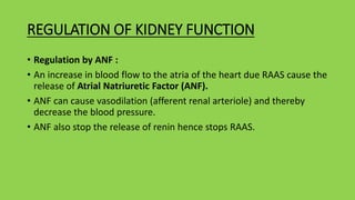 REGULATION OF KIDNEY FUNCTION
• Regulation by ANF :
• An increase in blood flow to the atria of the heart due RAAS cause the
release of Atrial Natriuretic Factor (ANF).
• ANF can cause vasodilation (afferent renal arteriole) and thereby
decrease the blood pressure.
• ANF also stop the release of renin hence stops RAAS.
 