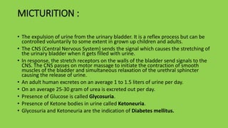 MICTURITION :
• The expulsion of urine from the urinary bladder. It is a reflex process but can be
controlled voluntarily to some extent in grown up children and adults.
• The CNS (Central Nervous System) sends the signal which causes the stretching of
the urinary bladder when it gets filled with urine.
• In response, the stretch receptors on the walls of the bladder send signals to the
CNS. The CNS passes on motor massage to initiate the contraction of smooth
muscles of the bladder and simultaneous relaxation of the urethral sphincter
causing the release of urine.
• An adult human excretes on an average 1 to 1.5 liters of urine per day.
• On an average 25-30 gram of urea is excreted out per day.
• Presence of Glucose is called Glycosuria.
• Presence of Ketone bodies in urine called Ketoneuria.
• Glycosuria and Ketoneuria are the indication of Diabetes mellitus.
 