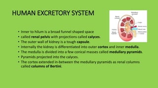 HUMAN EXCRETORY SYSTEM
• Inner to hilum is a broad funnel shaped space
• called renal pelvis with projections called calyces.
• The outer wall of kidney is a tough capsule.
• Internally the kidney is differentiated into outer cortex and inner medulla.
• The medulla is divided into a few conical masses called medullary pyramids.
• Pyramids projected into the calyces.
• The cortex extended in-between the medullary pyramids as renal columns
called columns of Bertini.
 