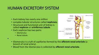 HUMAN EXCRETORY SYSTEM
• Each kidney has nearly one million
• complex tubular structures called nephrons.
• Structural and functional unit of kidney is
called nephron or uriniferous tubule.
• Each nephron has two parts:
• Glomerulus
• Renal tubule.
•
• Glomerulus is a tuft of capillaries formed by the afferent renal arteriole (a
branch of renal artery).
• Blood from the Glomerulus is collected by efferent renal arteriole.
 