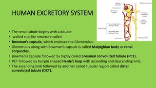 HUMAN EXCRETORY SYSTEM
• The renal tubule begins with a double
• walled cup-like structure called
• Bowman’s capsule, which encloses the Glomerulus.
• Glomerulus along with Bowman’s capsule is called Malpighian body or renal
corpuscles.
• Bowman’s capsule followed by highly coiled proximal convoluted tubule (PCT).
• PCT followed by hairpin shaped Henle’s loop with ascending and descending limb.
• The ascending limb followed by another coiled tubular region called distal
convoluted tubule (DCT).
 