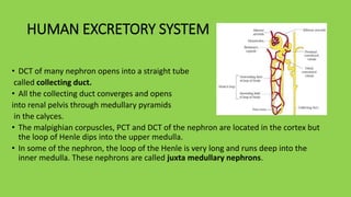 HUMAN EXCRETORY SYSTEM
• DCT of many nephron opens into a straight tube
called collecting duct.
• All the collecting duct converges and opens
into renal pelvis through medullary pyramids
in the calyces.
• The malpighian corpuscles, PCT and DCT of the nephron are located in the cortex but
the loop of Henle dips into the upper medulla.
• In some of the nephron, the loop of the Henle is very long and runs deep into the
inner medulla. These nephrons are called juxta medullary nephrons.
 