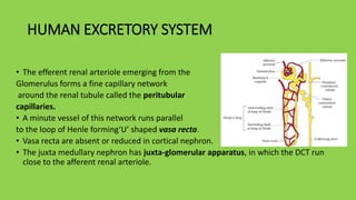 HUMAN EXCRETORY SYSTEM
• The efferent renal arteriole emerging from the
Glomerulus forms a fine capillary network
around the renal tubule called the peritubular
capillaries.
• A minute vessel of this network runs parallel
to the loop of Henle forming‘U’ shaped vasa recta.
• Vasa recta are absent or reduced in cortical nephron.
• The juxta medullary nephron has juxta-glomerular apparatus, in which the DCT run
close to the afferent renal arteriole.
 