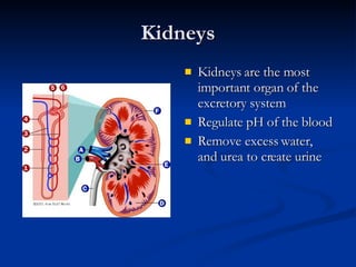 Kidneys Kidneys are the most important organ of the excretory system Regulate pH of the blood Remove excess water, and urea to create urine 