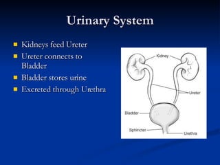 Urinary System Kidneys feed Ureter Ureter connects to Bladder Bladder stores urine Excreted through Urethra 